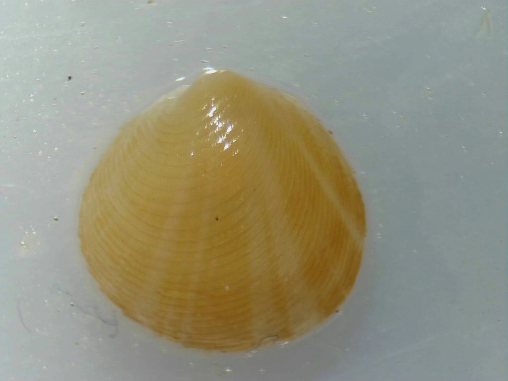 Bivalve ignoto